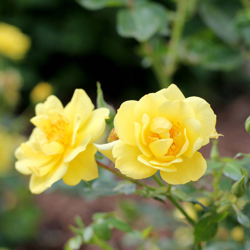 Close up image of bright yellow rose flowers